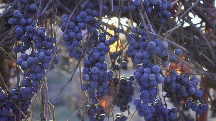 Closeup view 4k stock video footage of beautiful clasters of organic blue grapes hanging on branches of vine shrubs growing in autumn garden in farmland. Soft sun light sparkles through berries