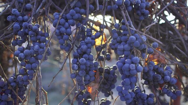 Closeup view 4k stock video footage of beautiful clasters of organic blue grapes hanging on branches of vine shrubs growing in autumn garden in farmland. Soft sun light sparkles through berries
