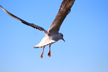 seagulls on flight