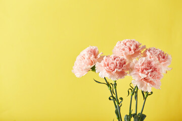 Bouquet of pink carnations. Design concept of holiday greeting with carnation bouquet on yellow background