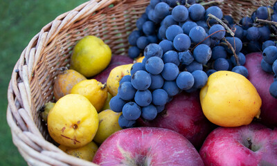 harvest of grapes, apples and quince in wicker basket