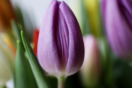 Flower purple tulip looks like vagina, vulva symbol.