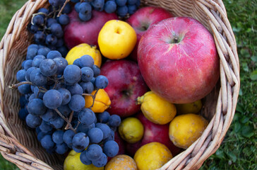 harvest of grapes, apples and quince in wicker basket