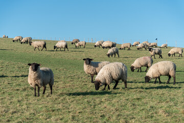 Flock of sheep on th South Downs in East Sussex