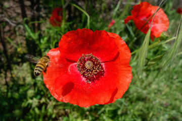 Bee approaching a Tuscan Poppy