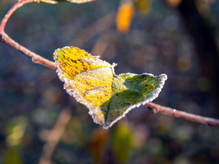 leaves of the tree in frost in the early morning
