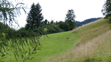 Reh auf Wiese