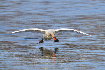 Höckerschwan (Cygnus olor)