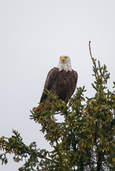 Bald eagle in pine evergreen tree