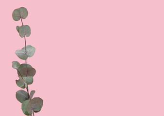 Eucalyptus branch isolated on pink background copy space