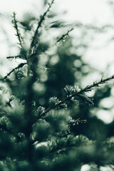 Green tree branch with drops of water, rain on tree branches, cold drops of dew in the morning on a tree branch