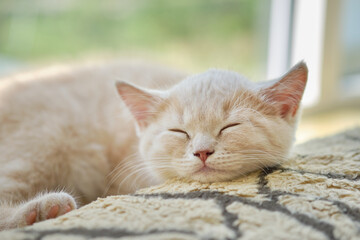 cute ginger cat taking a nap on a windowsill on a green background