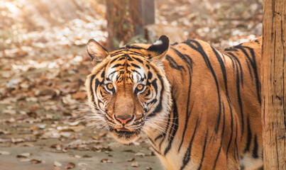 Great tiger male in the nature habitat. Tiger walk during the golden light time. Wildlife scene with danger animal. Hot summer in India. Dry area with beautiful indian tiger, Panthera tigris