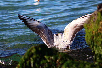 seagulls on flight