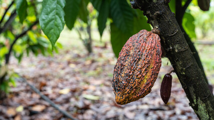 cocoa cacao tree plant fruit plantation ecuador rainforest seed forest cocoa fruit in the tree red variety is considered to be the best shot in ecuadorian jungle cocoa cacao tree plant fruit plantatio