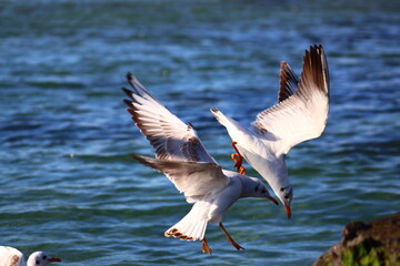 seagull