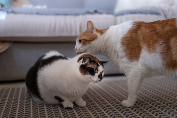 brown and white cat licks the head of a black and white cat. close up