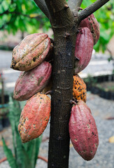 cocoa cacao tree plant fruit plantation ecuador rainforest seed forest cocoa fruit in the tree red variety is considered to be the best shot in ecuadorian jungle cocoa cacao tree plant fruit plantatio - obrazy, fototapety, plakaty