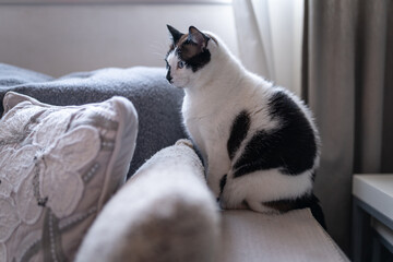 fat black and white cat sitting on a gray sofa. profile view