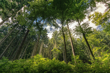 Schwarzwald Bäume Weitwinkel