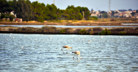 Saline flamingos Oriented nature reserve "Saline di Trapani and Paceco" sicily italy