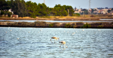 Fototapeten Saline flamingos Oriented nature reserve "Saline di Trapani and Paceco" sicily italy © maudanros