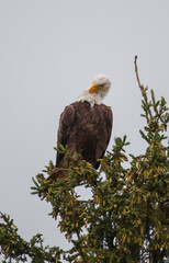 Bald eagle in pine evergreen tree