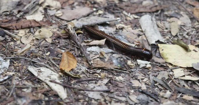 African millipede jungle tropic trail Ghana Africa. Jungle environment crawling through fallen leaves and organic matter. Wildlife, insect life in nature. 4K HD video footage.