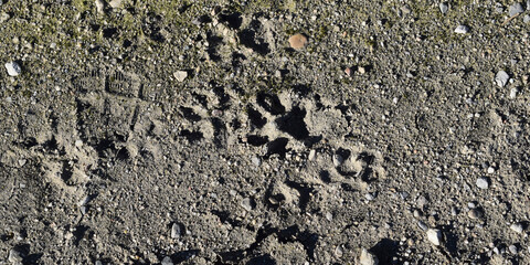 Fondo de textura de tierra húmeda congelada.