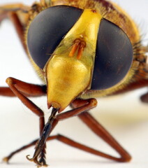 Schwebfliege, Hornissenschwebfliege 