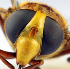 Schwebfliege, Hornissenschwebfliege 