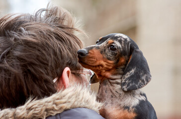 The owner holds a small dachshund puppy of marble color in his arms on a walk in the park