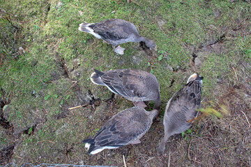 Ducks pecking at the ground.