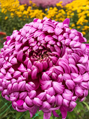 Colorful chrysanthemum flowers close-up