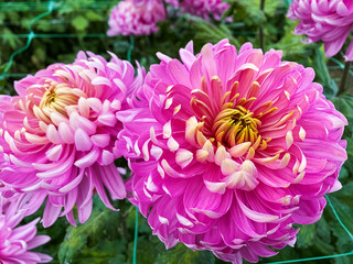 Fototapeta premium Colorful chrysanthemum flowers close-up