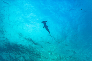 hammerhead shark near the reef at shallow depth  - obrazy, fototapety, plakaty
