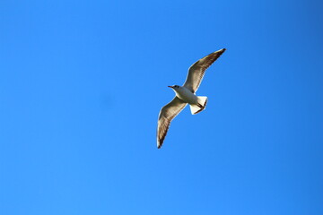 seagulls on flight