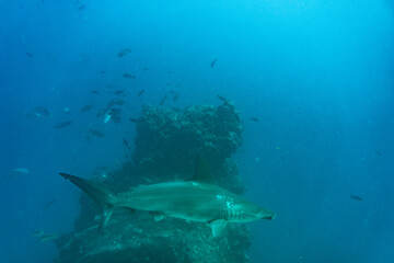 Fototapeta na wymiar unusual beautiful and bright fish in the waters of the Galapagos Islands 