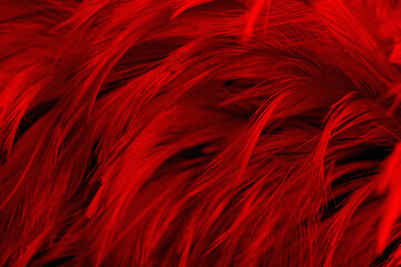 Fototapeta premium Beautiful Dark Red Feathers Texture Vintage Background. Swan Feathers 