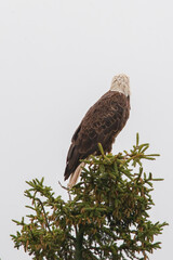 Bald eagle in pine evergreen tree