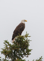 Bald eagle in pine evergreen tree