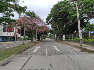 Vista de avenida vacía desierta con árboles tajibo floreciendo flores rosadas