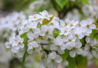 The pear blossoms are in full bloom in the orchard