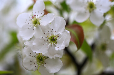 The pear blossoms are in full bloom in the orchard