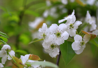 The pear blossoms are in full bloom in the orchard