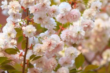 Cherry blossoms in full bloom, close-up photos