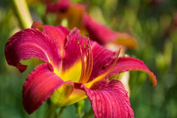 Red and Yellow Flower