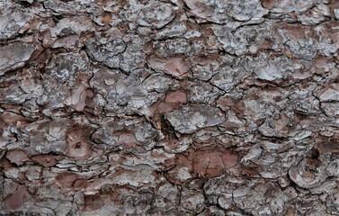 Baum Tree Forest Forst Brown Picture