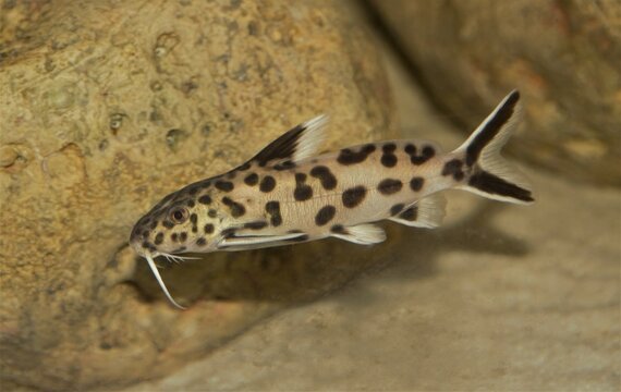 Synodontis Polly White Black and white catfish
