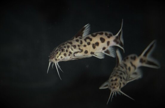 Synodontis Polly White Black and white catfish